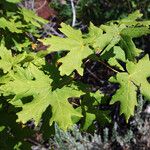 Acer grandidentatum पत्ता