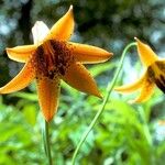 Lilium canadense Flower