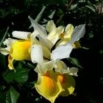 Iris orientalis Cvet