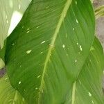 Dieffenbachia oerstedii Hoja