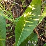 Crepis mollis Blad