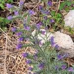 Echium sabulicolaFlor