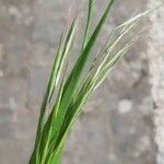 Festuca ambigua Foglia