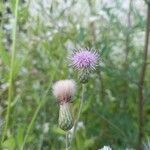 Cirsium arvenseBlüte