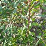 Hakea laurina Feuille