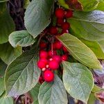 Schisandra chinensis Fruchs