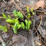 Allium tricoccum Blatt