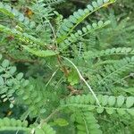 Sophora microphylla Hoja
