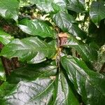 Quararibea turbinata Leaf
