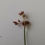 Schoenoplectus lacustris फूल