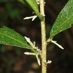 Cestrum schlechtendalii Kora