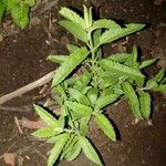 Veronica longifolia পাতা