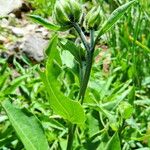 Helianthella quinquenervis Flower