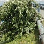 Cotoneaster pannosus Vivejo