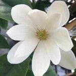 Magnolia figo Φύλλο