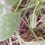 Aristolochia fimbriata Ffrwyth