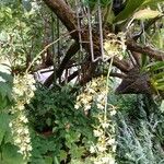 Epidendrum stamfordianum ফুল