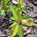 Prunus japonica 葉