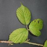 Rubus koehleri 葉