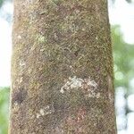 Elvasia elvasioides Bark