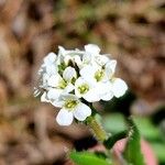 Arabis ciliata फूल