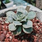 Echeveria longissima Листок