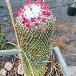 Mammillaria polytheleপাতা