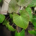 Homalomena rubescens Hoja