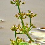 Damasonium bourgaei Flower