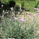 Xeranthemum annuum Flors