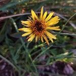 Pentanema hirtum Flower