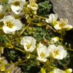 Saxifraga caesia Fula