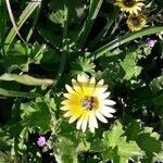 Arctotheca calendulaFlower