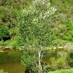 Populus nigra Habitus