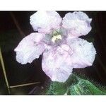 Ruellia strepens 花