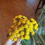 Tanacetum vulgareফুল