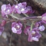 Polystachya concreta Floro