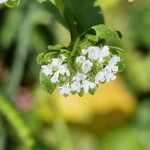 Valeriana woodsiana Květ