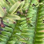 Polystichum munitumBlad