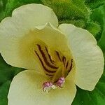 Barleria robertsoniae Blüte