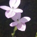 Pseuderanthemum variabile Fleur