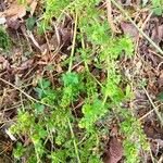 Lepidium didymumFlower