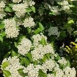 Photinia villosa Fleur