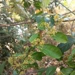 Hippocratea volubilis Flower