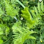 Tanacetum macrophyllum Листок