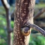 Frangula alnus Rinde