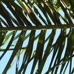 Attalea maripa Leaf