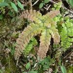 Adiantum hispidulum Blatt