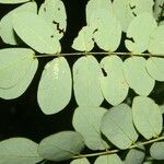 Adenopodia patens Leaf
