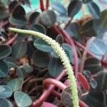 Peperomia verticillata Flower